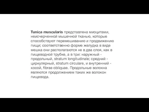 Tunica muscularis представлена миоцитами, неисчерченной мышечной тканью, которые способствуют перемешиванию