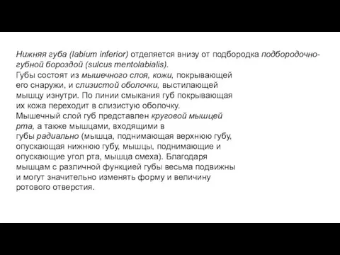 Нижняя губа (labium inferior) отделяется внизу от подбородка подбородочно-губной бороздой