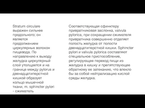 Stratum circulare выражен сильнее продольного; он является продолжением циркулярных волокон