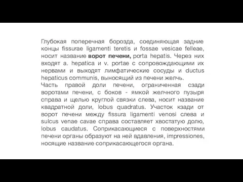 Глубокая поперечная борозда, соединяющая задние концы fissurae ligamenti teretis и