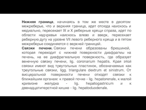 Нижняя граница, начинаясь в том же месте в десятом межреберье,