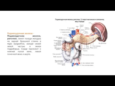 Поджелудочная железа - Поджелудочная железа, pancreas, лежит позади желудка на