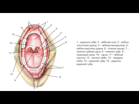 1 - верхняя губа; 2 - нёбный шов; 3 -