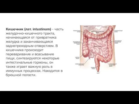 Кишечник (лат. intestinum) - часть желудочно-кишечного тракта, начинающаяся от привратника