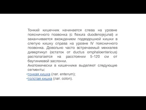 Тонкий кишечник начинается слева на уровне поясничного позвонка (с flexura