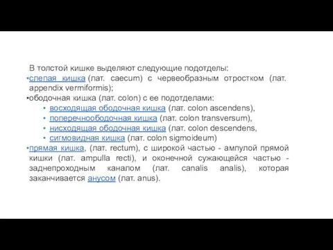 В толстой кишке выделяют следующие подотделы: слепая кишка (лат. caecum)