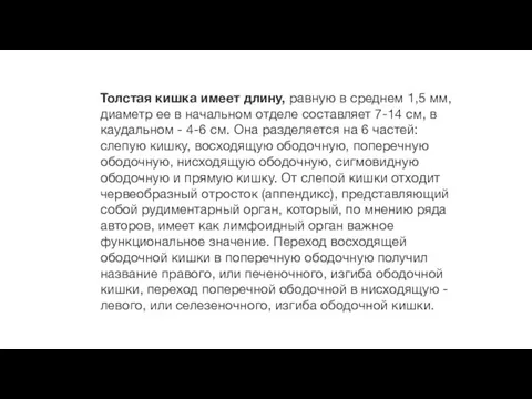 Толстая кишка имеет длину, равную в среднем 1,5 мм, диаметр