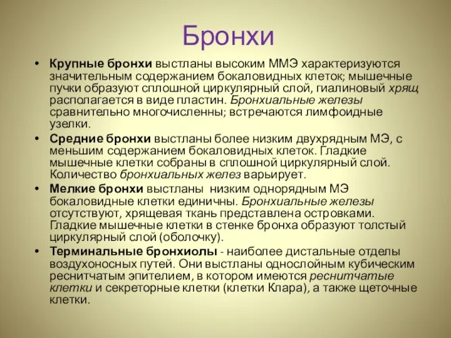 Бронхи Крупные бронхи выстланы высоким ММЭ характеризуются значительным содержанием бокаловидных