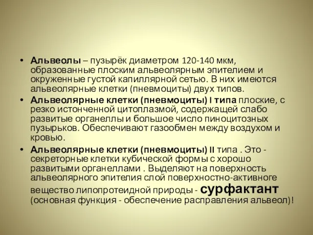 Альвеолы – пузырёк диаметром 120-140 мкм, образованные плоским альвеолярным эпителием