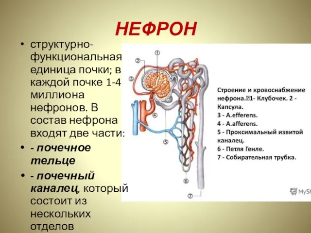 НЕФРОН структурно-функциональная единица почки; в каждой почке 1-4 миллиона нефронов.