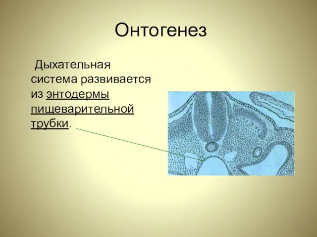 Онтогенез Дыхательная система развивается из энтодермы пищеварительной трубки.