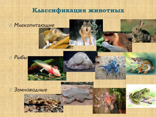 Классификация животных Млекопитающие Рыбы Земноводные