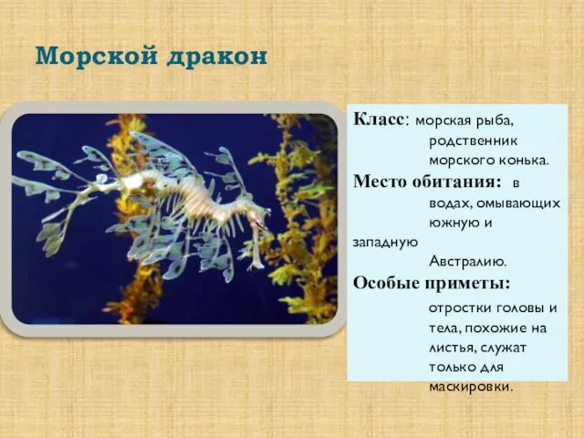 Морской дракон Класс: морская рыба, родственник морского конька. Место обитания: