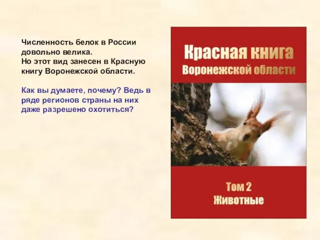 Численность белок в России довольно велика. Но этот вид занесен в Красную книгу