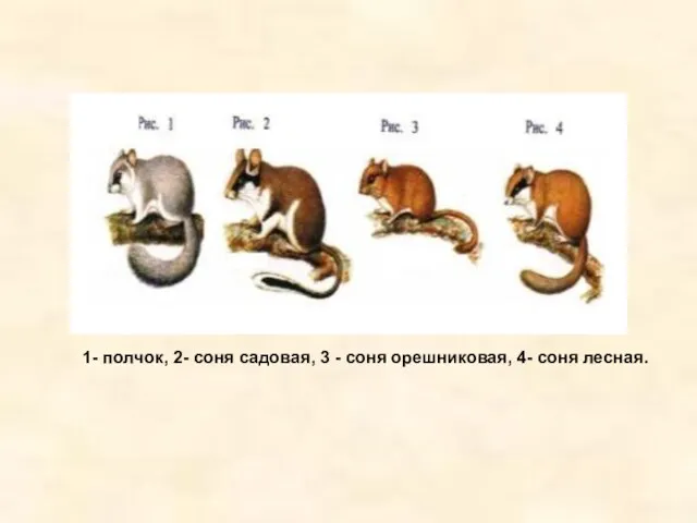 1- полчок, 2- соня садовая, 3 - соня орешниковая, 4- соня лесная.