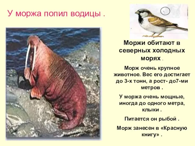 . У моржа попил водицы . Моржи обитают в северных