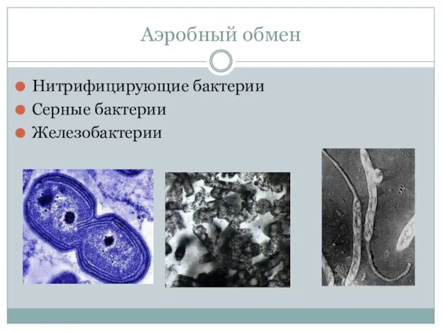 Аэробный обмен Нитрифицирующие бактерии Серные бактерии Железобактерии