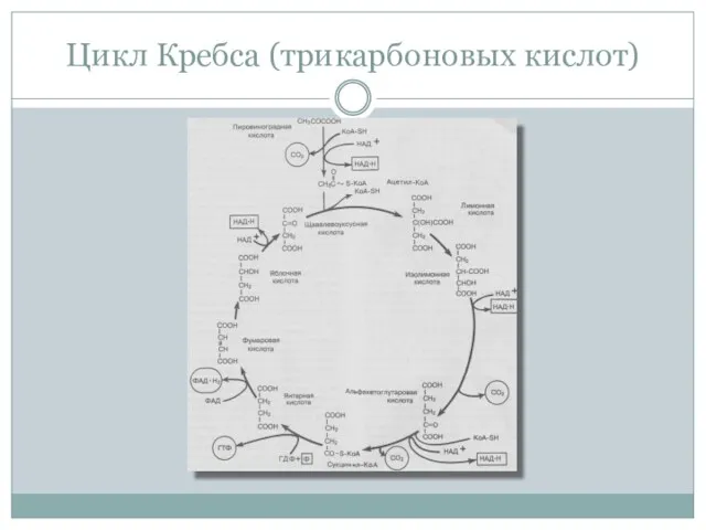 Цикл Кребса (трикарбоновых кислот)