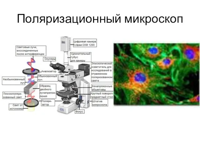 Поляризационный микроскоп