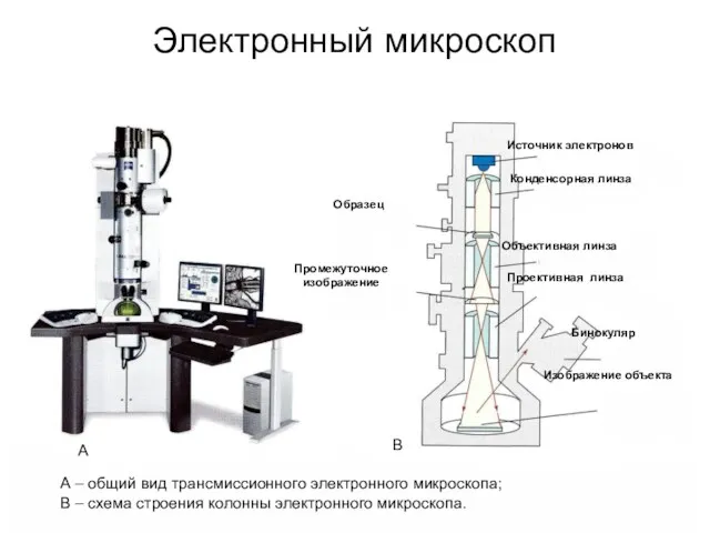 Электронный микроскоп Источник электронов Конденсорная линза Объективная линза Проективная линза