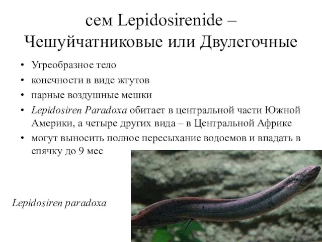 сем Lepidosirenide – Чешуйчатниковые или Двулегочные Угреобразное тело конечности в