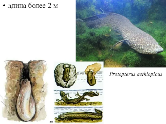 длина более 2 м Protopterus aethiopicus