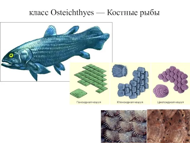 класс Osteichthyes — Костные рыбы