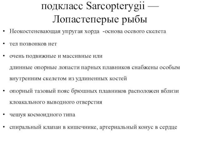 подкласс Sarcopterygii — Лопастеперые рыбы Неокостеневающая упругая хорда -основа осевого