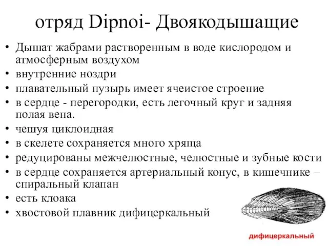 отряд Dipnoi- Двоякодышащие Дышат жабрами растворенным в воде кислородом и