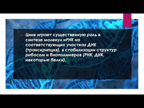 Цинк играет существенную роль в синтезе молекул иРНК на соответствующих