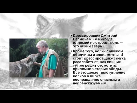 Дрессировщик Дмитрий Васильев: «Я никогда иллюзий не строил, волк —