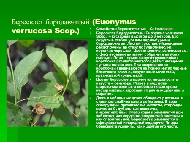 Бересклет бородавчатый (Euonymus verrucosa Scop.) Семейство бересклетовые – Celastraceae. Бересклет