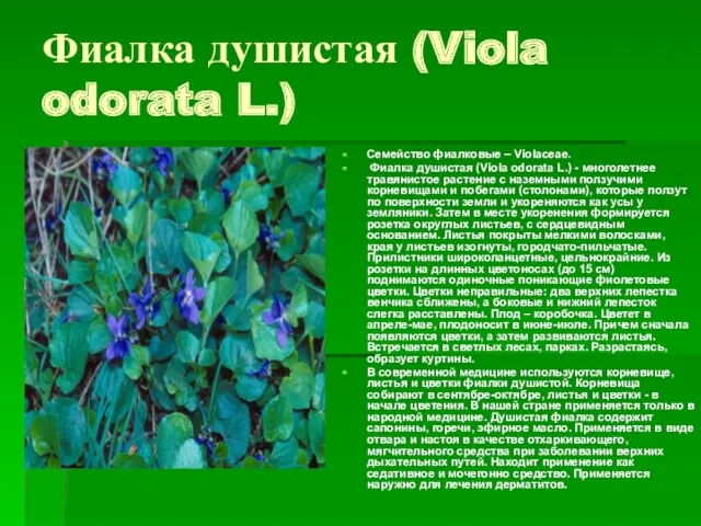 Фиалка душистая (Viola odorata L.) Семейство фиалковые – Violaceae. Фиалка