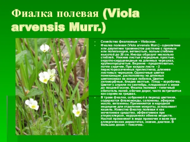 Фиалка полевая (Viola arvensis Murr.) Семейство фиалковые – Violaceae. Фиалка