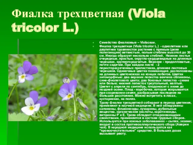 Фиалка трехцветная (Viola tricolor L.) Семейство фиалковые – Violaceae. Фиалка