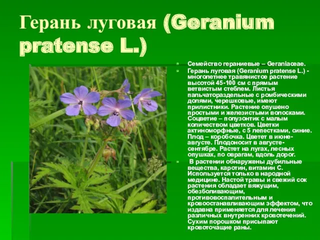 Герань луговая (Geranium pratense L.) Семейство гераниевые – Geraniaceae. Герань