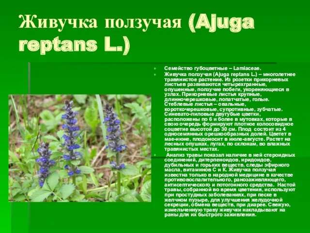 Живучка ползучая (Ajuga reptans L.) Семейство губоцветные – Lamiaceae. Живучка