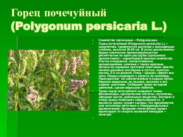 Горец почечуйный (Polygonum persicaria L.) Семейство гречишные – Polygonaceae. Горец