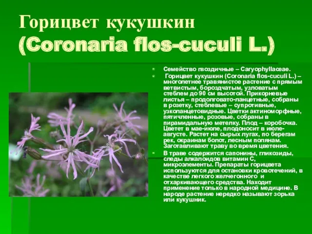 Горицвет кукушкин (Coronaria flos-cuculi L.) Семейство гвоздичные – Сaryophyllaceae. Горицвет