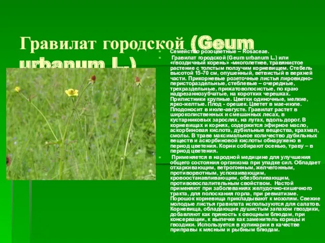 Гравилат городской (Geum urbanum L.) Семейство розоцветные – Rosaceae. Гравилат