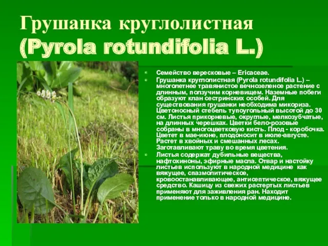 Грушанка круглолистная (Pyrola rotundifolia L.) Семейство вересковые – Ericaceae. Грушанка