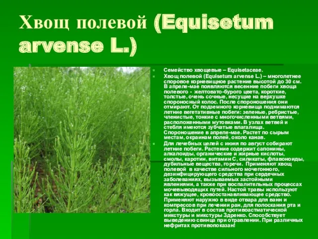 Хвощ полевой (Equisetum arvense L.) Семейство хвощевые – Equisetaceae. Хвощ