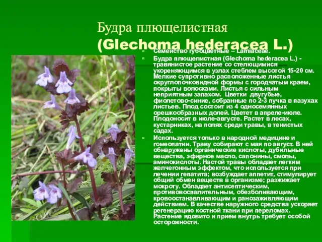 Будра плющелистная (Glechoma hederacea L.) Семейство губоцветные – Lamiaceae. Будра