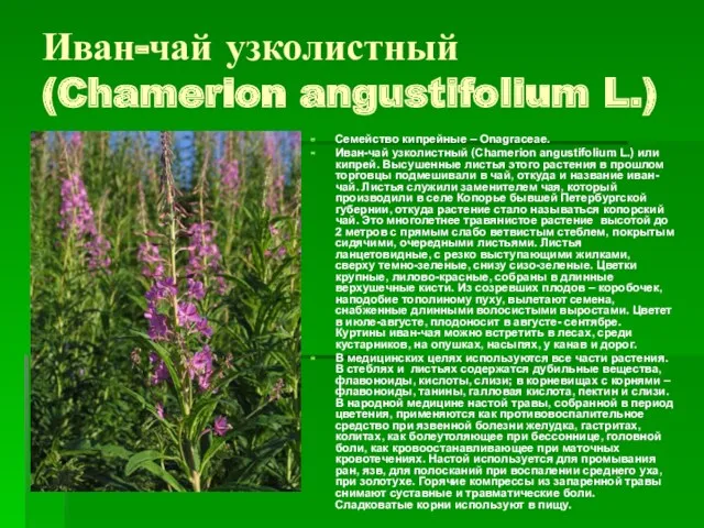 Иван-чай узколистный (Chamerion angustifolium L.) Семейство кипрейные – Onagraceae. Иван-чай