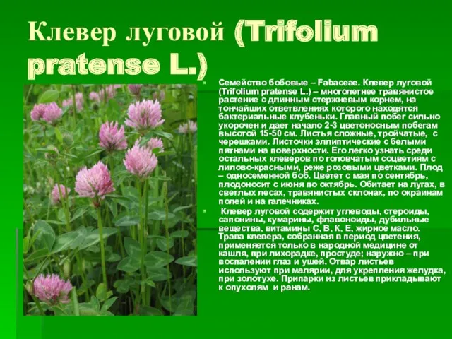 Клевер луговой (Trifolium pratense L.) Семейство бобовые – Fabaceae. Клевер