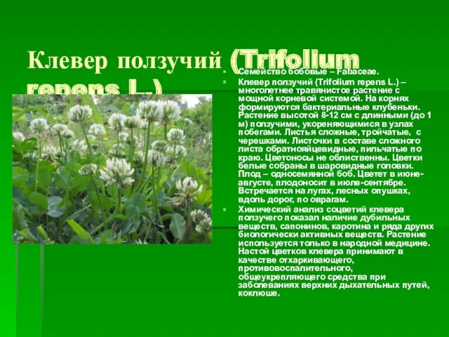 Клевер ползучий (Trifolium repens L.) Семейство бобовые – Fabaceae. Клевер