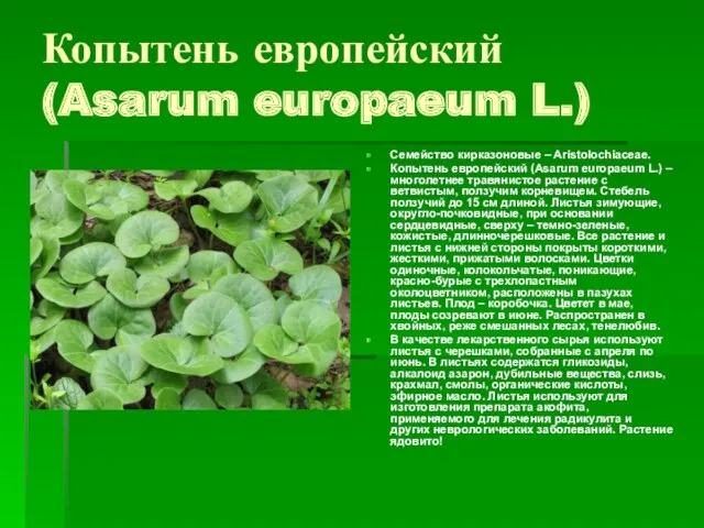 Копытень европейский (Asarum europaeum L.) Семейство кирказоновые – Aristolochiaceae. Копытень