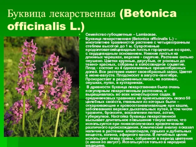 Буквица лекарственная (Betonica officinalis L.) Семейство губоцветные – Lamiaceae. Буквица