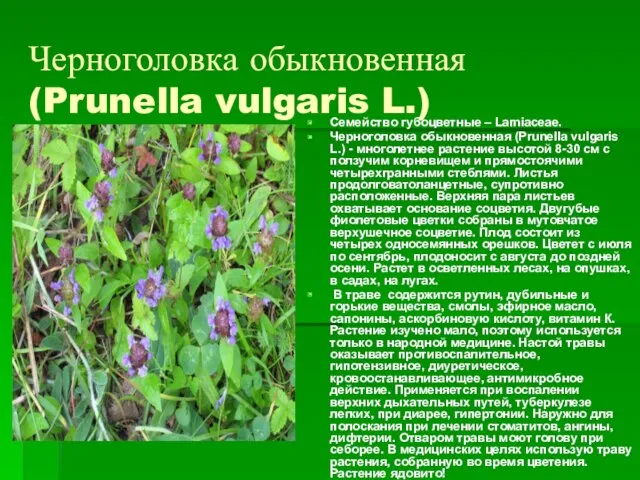 Черноголовка обыкновенная (Prunella vulgaris L.) Семейство губоцветные – Lamiaceae. Черноголовка