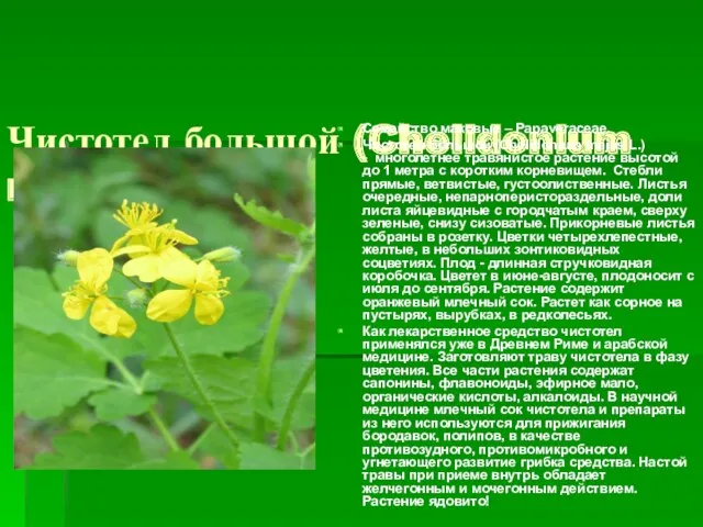 Чистотел большой (Chelidonium majus L.) Семейство маковые – Papaveraceae. Чистотел